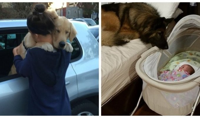 20 sincere dogs who dote on their people (21 photos)