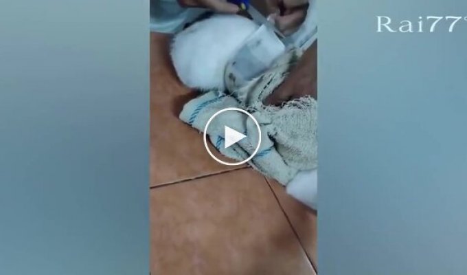 Кота-наркокурьера поймали на тюремном заборе