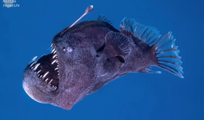 Black anglerfish: why did it emerge from the abyss to the surface? (8 photos)