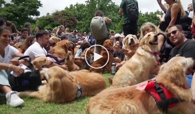 В Буэнос-Айресе установили мировой рекорд по количеству золотистых ретриверов