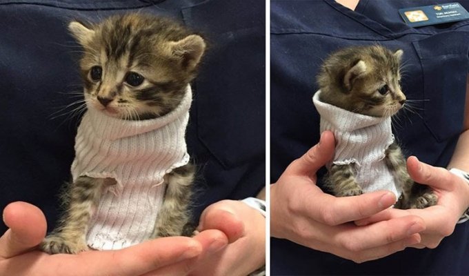 Кошеня, врятоване від урагану «Метью», отримало крихітний светр зі шкарпетки і знайшло свій новий будинок (5 фото)