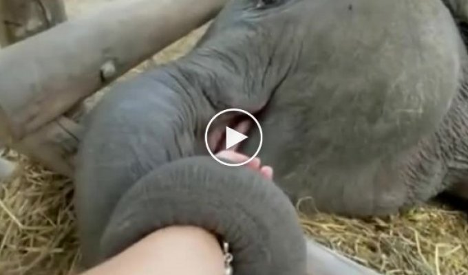 Новорожденный слоненок успокоился только в одном случае
