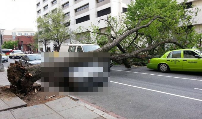 Дерево упало на BMW (5 фото)