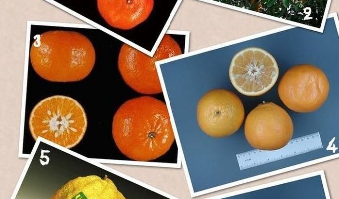 Types of citrus fruits you didn't know about (13 photos)