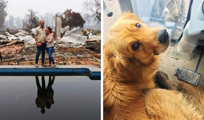 Счастливый пёс нашел любимую игрушку под руинами дома (10 фото)