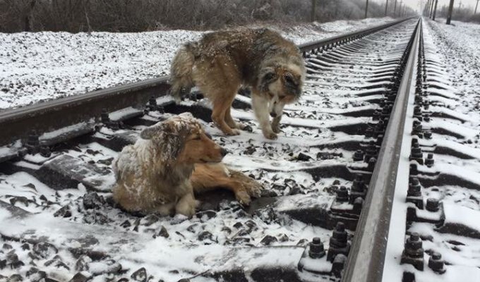 Две собаки на ж/д путях (2 фото)