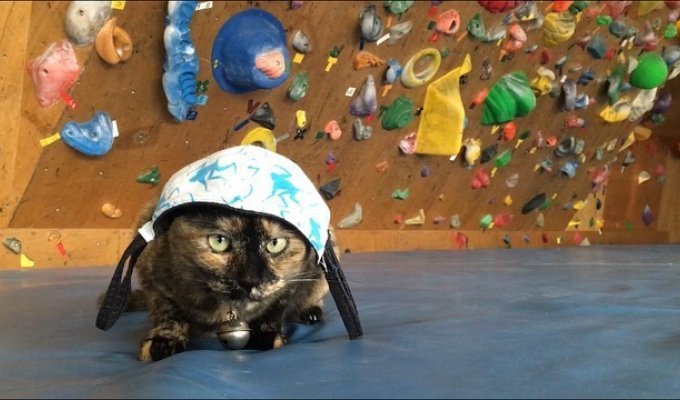 Кошка-альпинист из Японии прославилась в Сети (5 фото + видео)