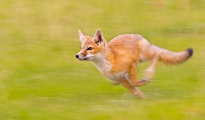 Карликовая проворная лисица: Разгоняется до скорости скаковой лошади 60 км/ч при габаритах чуть больше кошки. Только так она сможет выжить (6 фото)