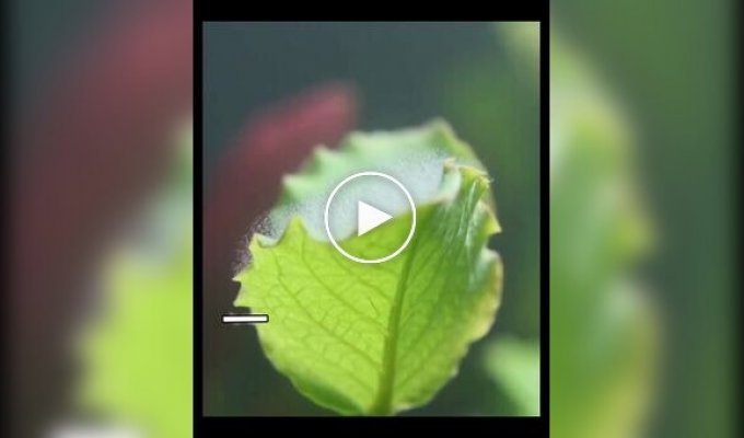 Oxygen geyser in real time: Macro video of a plant "breathing" underwater amazed users