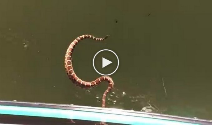 The rattlesnake tried with incredible persistence to climb onto the boat to the vacationers