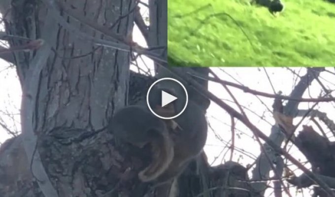 Desperate attempts by squirrel mom to push her squirrel home