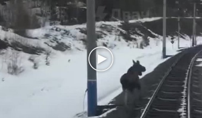 Не в меру любопытный лось в Якутии интересуется поездами