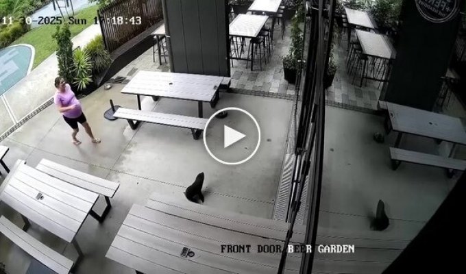 Морський котик пробрався в бар в Новій Зеландії