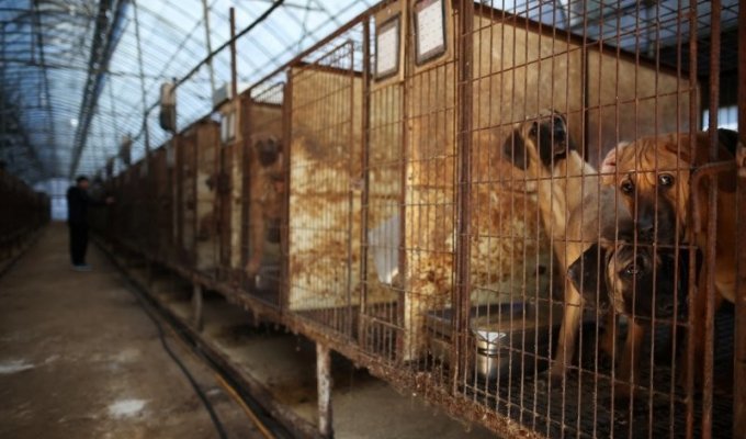 Up to three years in prison: South Korea banned dog meat (3 photos)