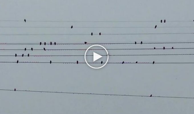 A girl spotted notes in a flock of birds sitting on wires and played a melody