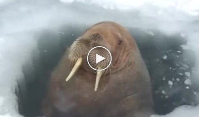 Дружелюбный и общительный морж наведался к вахтовикам на Ямале