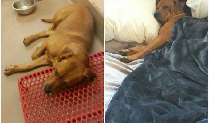 Transformation of animals that have found owners (25 photos)