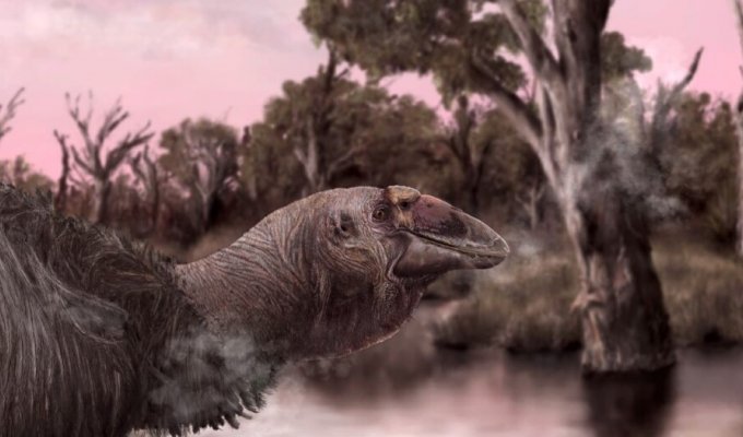 230-килограммовые "гигантские гуси" обитали в Австралии 50000 лет назад (5 фото)