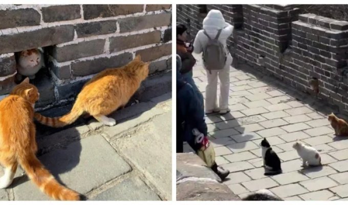 Пушистые обитатели Великой Китайской стены (3 фото + 1 видео)