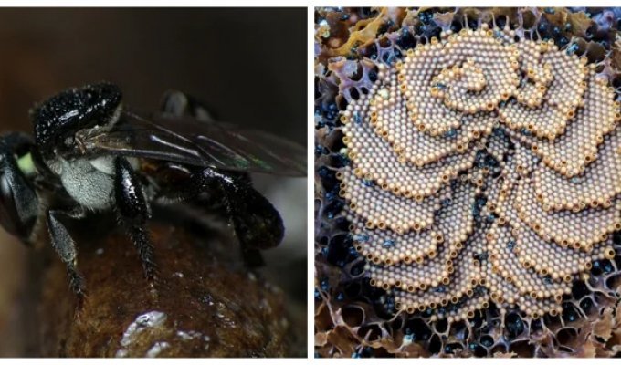 An architectural masterpiece of Australian bees: mysterious spiral hives (8 photos + 1 video)