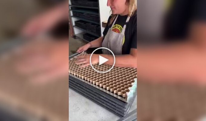 Planting spinach seeds in biodegradable pots