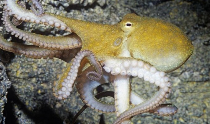 Ученые накормили осьминогов «экстази», чтобы исследовать их поведение (3 фото)