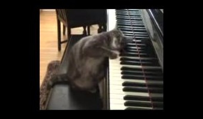 Кот пианист