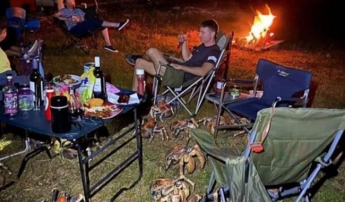 A gang of huge beggars ruined a picnic for an Australian family (8 photos)