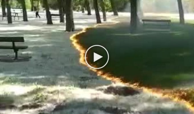 Испанцы подожгли тополиный пух в своем парке