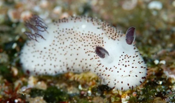 Самые милые моллюски (4 фото + 1 видео)