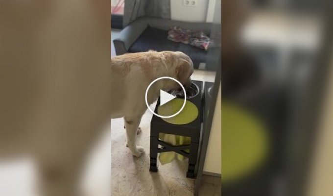 A dog that knows how to wipe its mouth after water