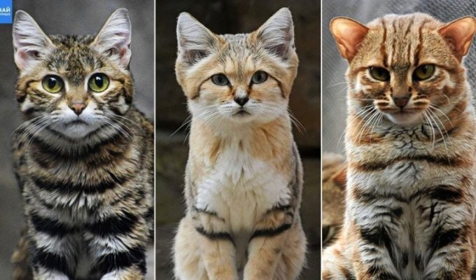 Small-caliber predators: 10 smallest wild cats in the world (11 photos + 4 videos)