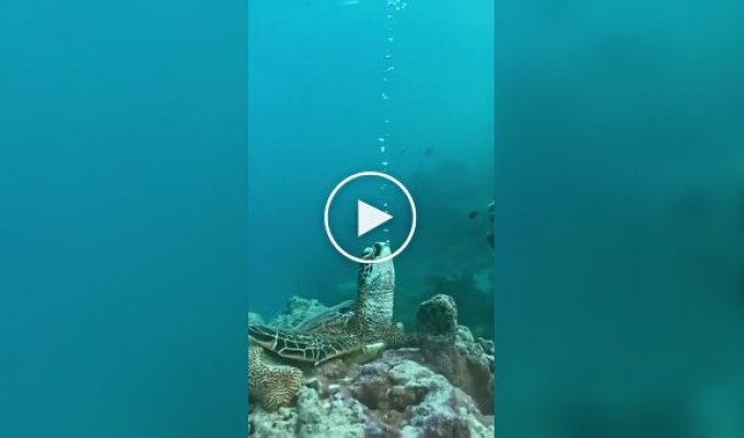 Черепаха спит под водой