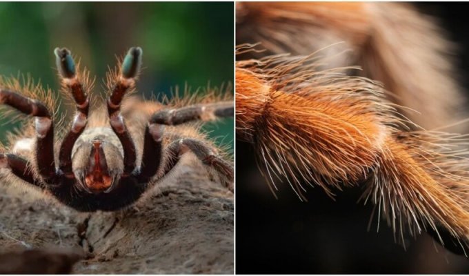 Why are tarantulas so hairy (5 photos)