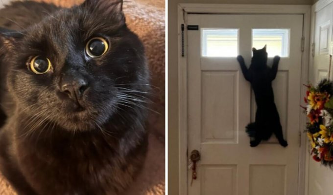 What pets look like before and after turning on the “curious Barbara” mode (14 photos)