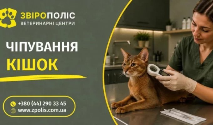 Чіпування кота: ідентифікація та оформлення даних