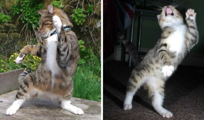 Dancing cats - you can watch this endlessly! (29 photos)