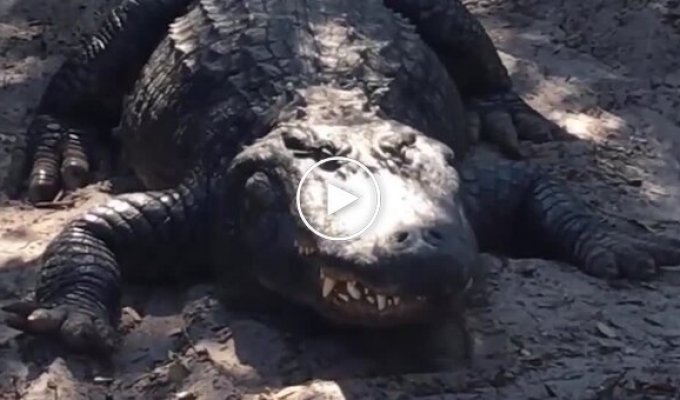 Did You Know Alligators Can Sneeze?