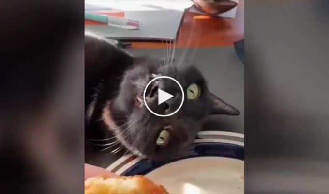 Hungry cat faints