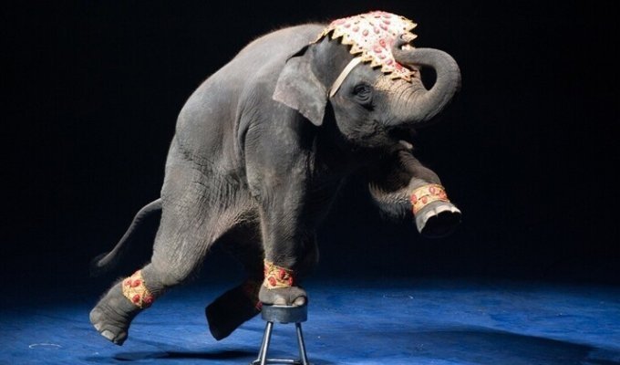 Франция запрещает выступления животных в цирках (5 фото)