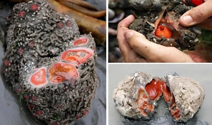 Живой камень: снаружи — булыжник, внутри — мясо (11 фото)