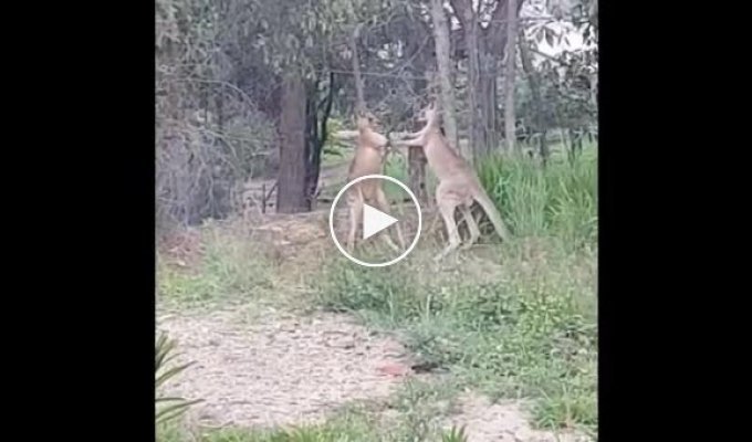 Австралиец разнял двух дерущихся на его участке кенгуру