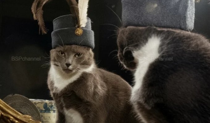 Підбірка смішних та кумедних фотографій з котами, які піднімуть настрій (21 фото)