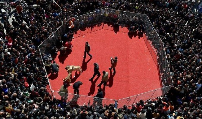 Кровавые собачьи бои на весеннем фестивале в Китае (8 фото)