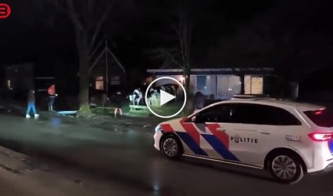 Коровы захватили деревню: снесли заборы и устроили хаос