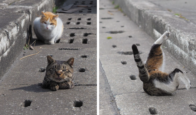 Как бездомные коты развлекаются в Японии (8 фото)