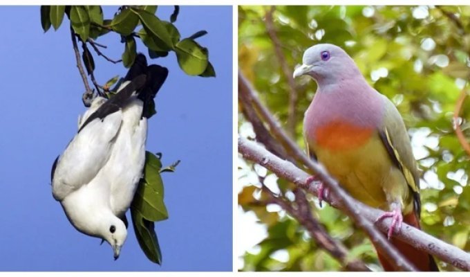 15 невероятных голубей, которых вы никогда не видели (16 фото)