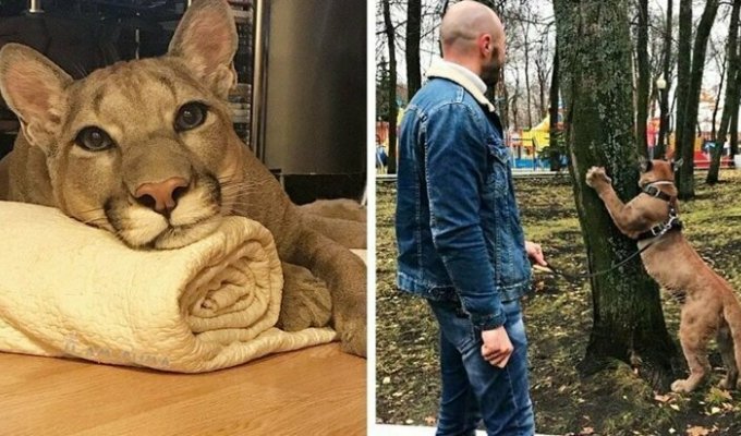 The couple took a puma from the Saransk petting zoo and turned it into a spoiled house cat (31 photos + 1 video)