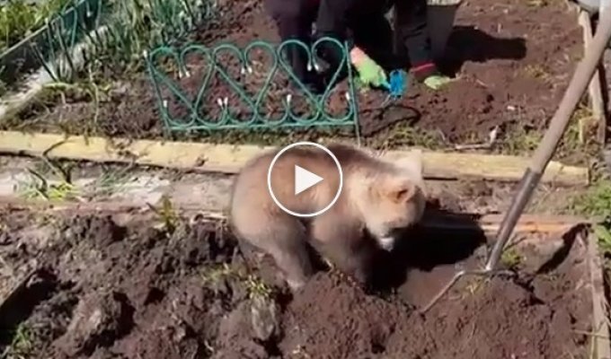 Little bear helps plant potatoes