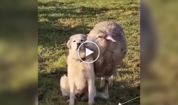 Not now! I'm at work!: Sheep tries to distract dog while grazing